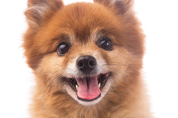 ¡vacaciones con tu mascota! villa del mar hotel benidorm ¡vacaciones con tu mascota! villa del mar hotel benidorm