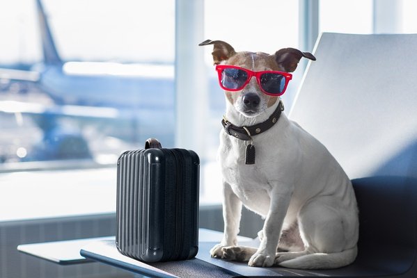¡vacaciones con tu mascota! villa del mar hotel benidorm ¡vacaciones con tu mascota! villa del mar hotel benidorm