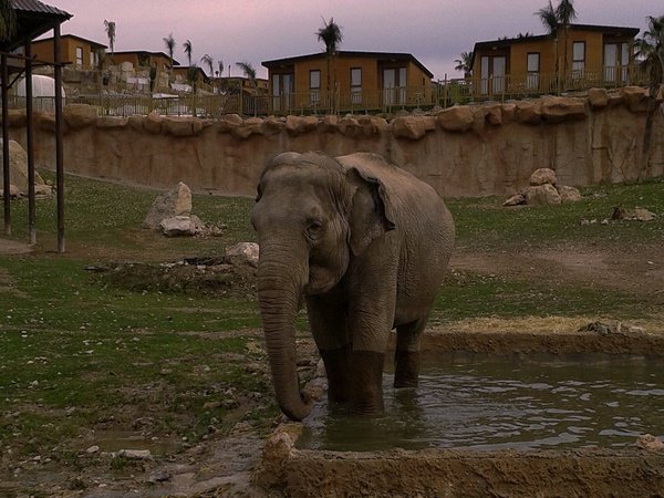  Safari Nocturno del Magic Natura Animal, Waterpark Resort Magic Natura Animal, Waterpark Resort Benidorm